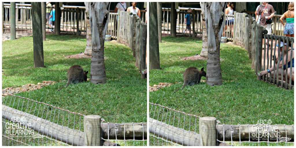 Busch Gardens Tampa Kangaroo Feeding