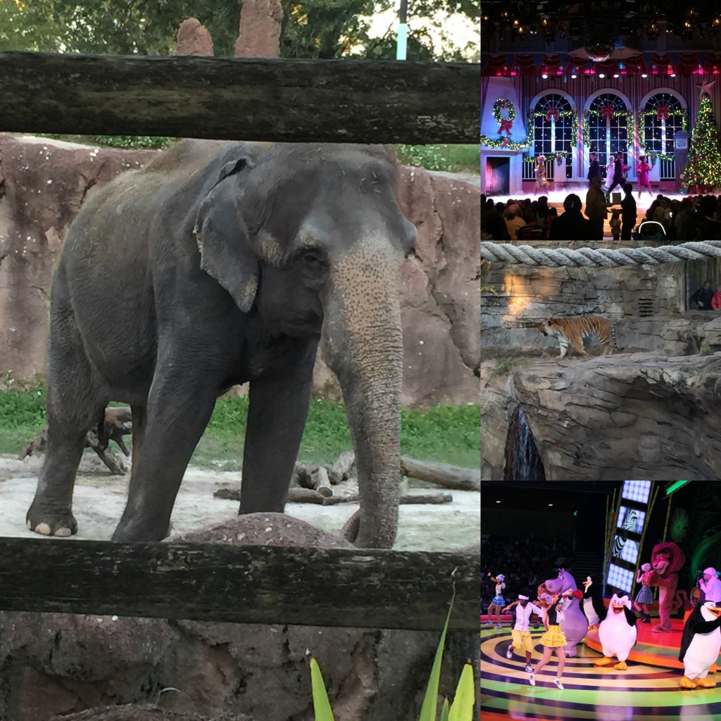 Christmas Shows and Animals to see at Busch Gardens Christmas Town