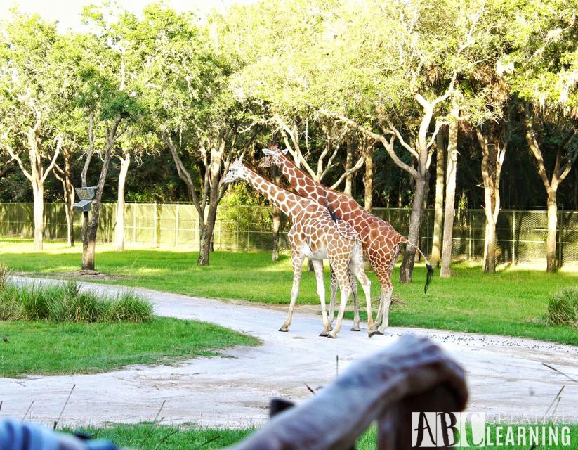 Reasons To Stay At Disney's Animal Kingdom Lodge #ZootopiaEvent Animals3