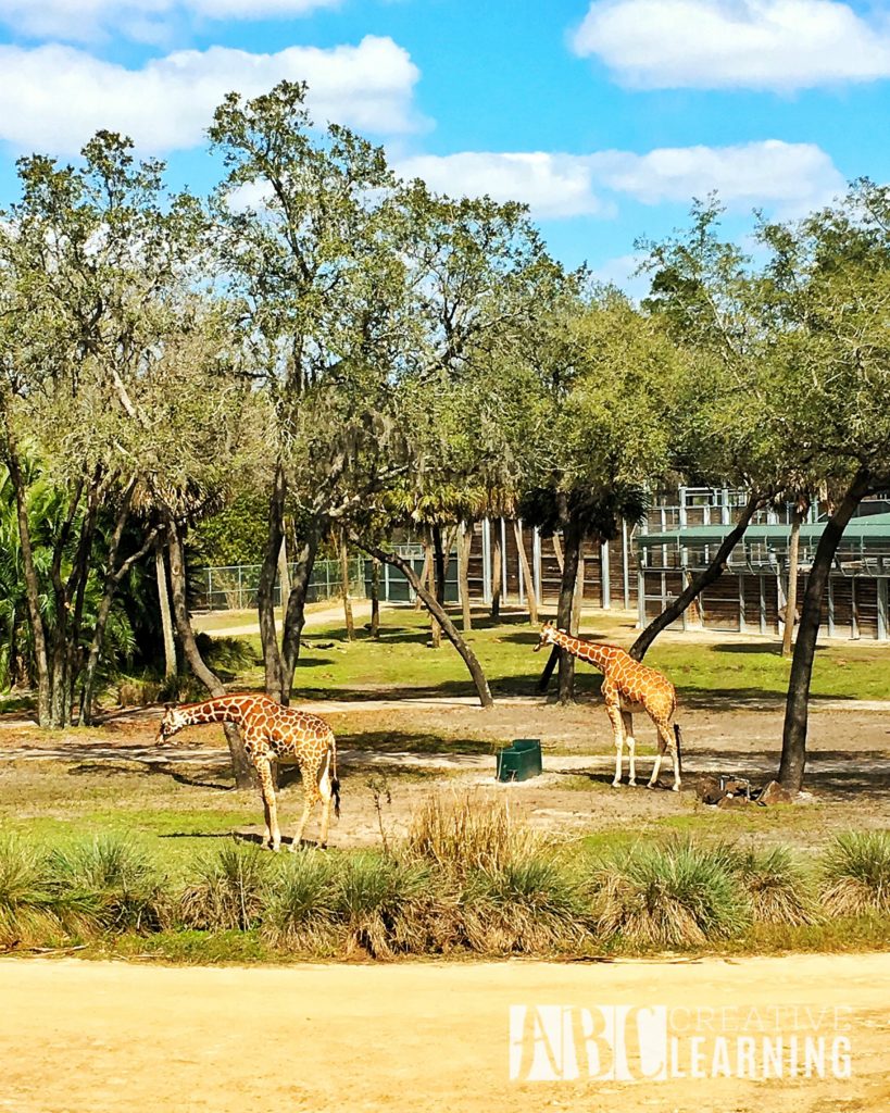 Reasons To Stay At Disney's Animal Kingdom Lodge #ZootopiaEvent Giraffes