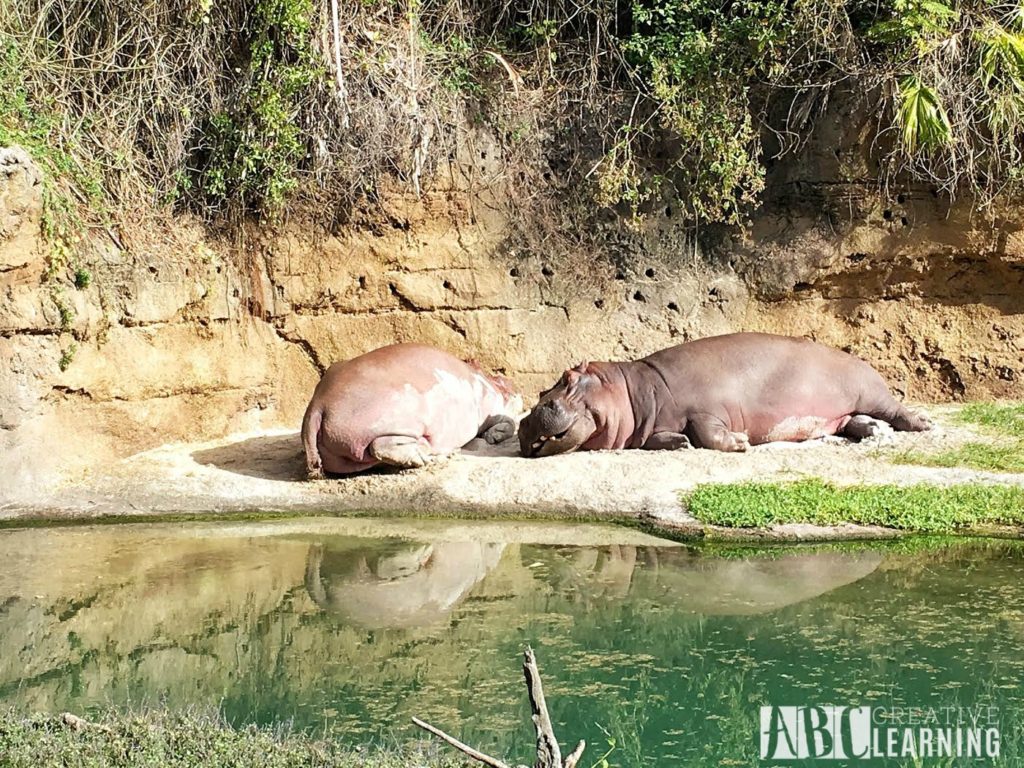 7 Reasons To Visit Disney's Animal Kingdom Theme Park 3