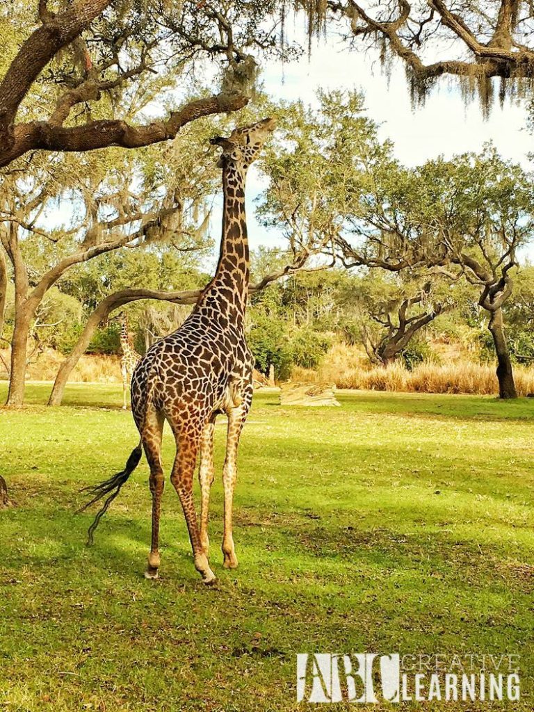 7 Reasons To Visit Disney's Animal Kingdom Theme Park 6