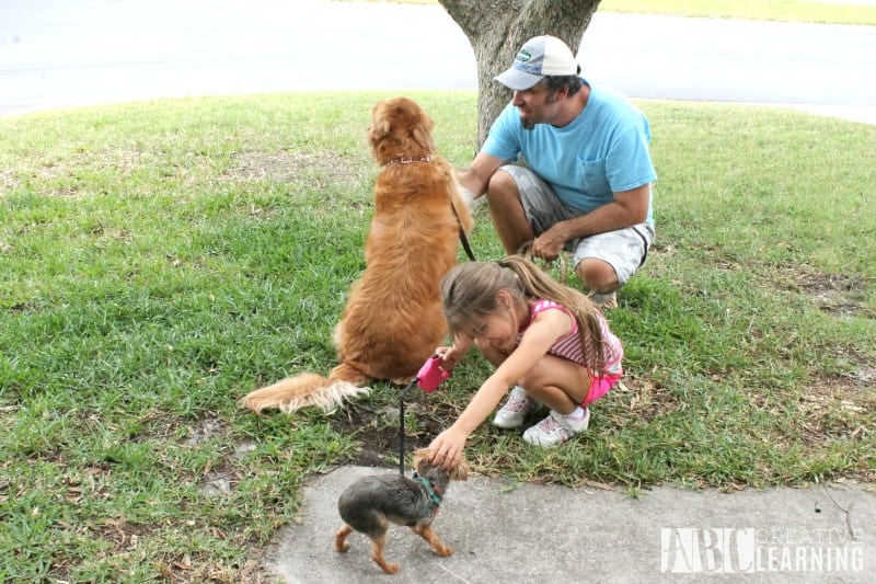 Tips For Making Summer the Best For Your Pets outside