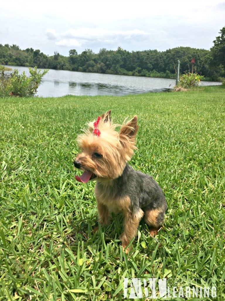 Petco haircut hot sale