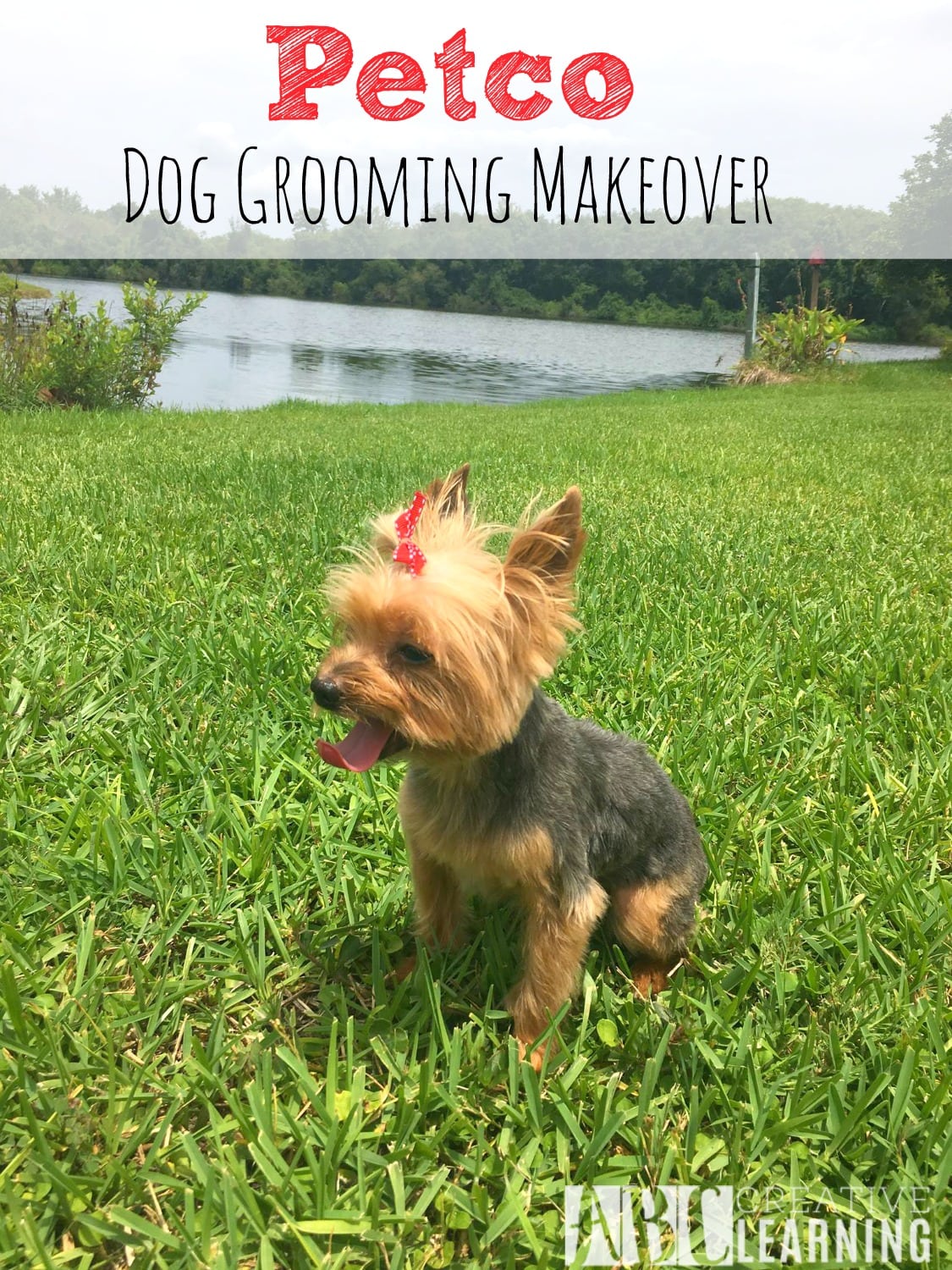 Petco Dog Grooming Makeover