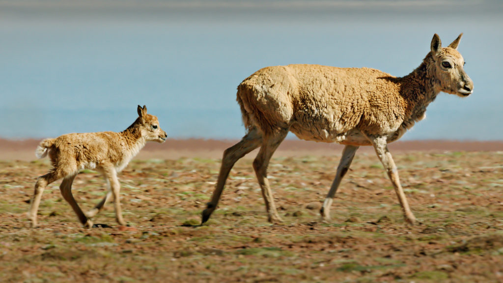 Disneynature's Born In China Movie Review #BornInChina