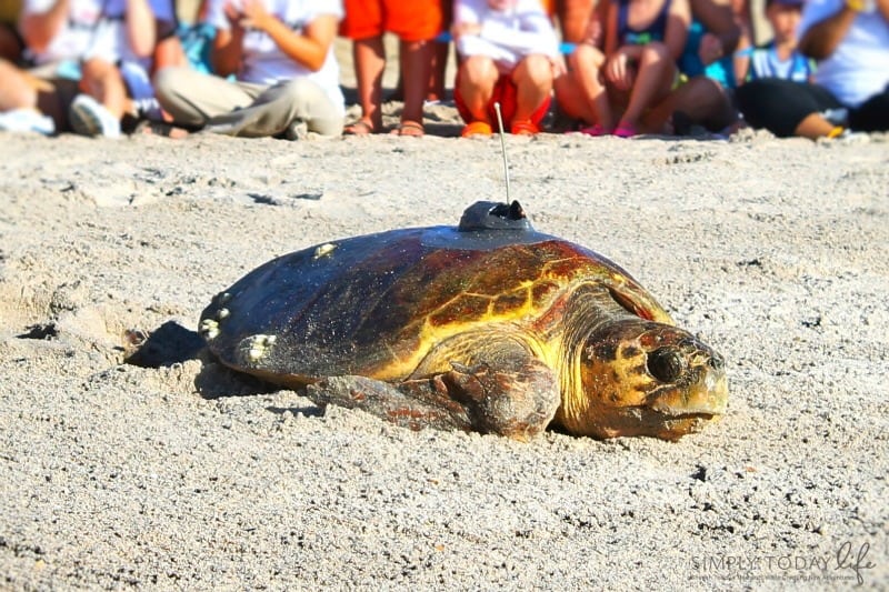 8 Reasons To Stay At Disney's Vero Beach Resort + Room Tour - Tour de Turtles