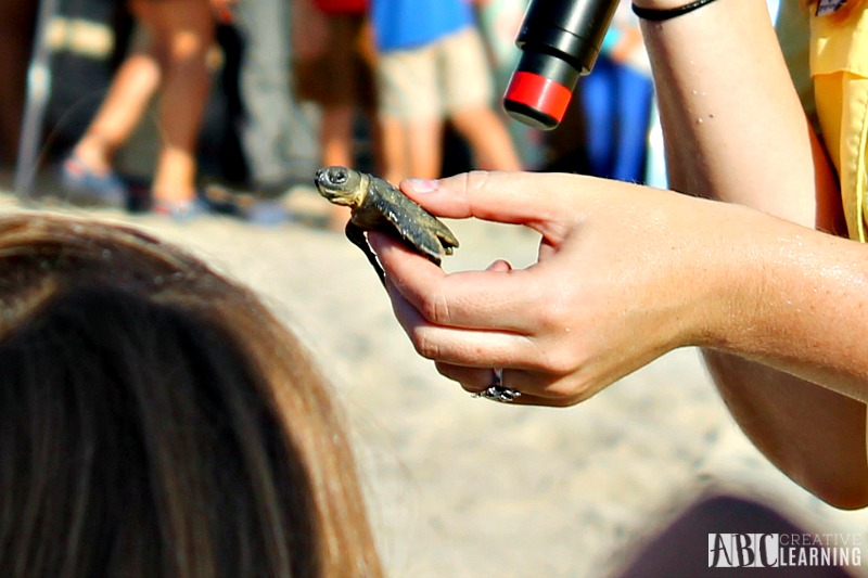 Teaching Our Youth To Take Care Of The Earth | Tour de Turtles at Disney's Vero Beach Resort - Baby Turtles