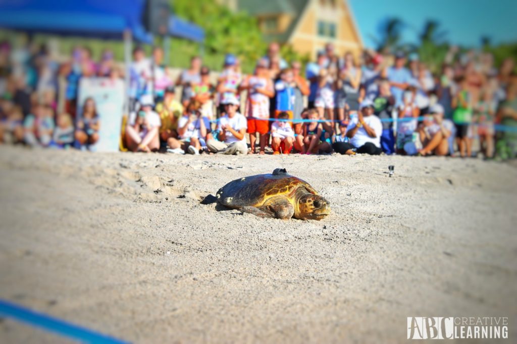 Teaching Our Youth To Take Care Of The Earth | Tour de Turtles at Disney's Vero Beach Resort - abccreativelearning.com