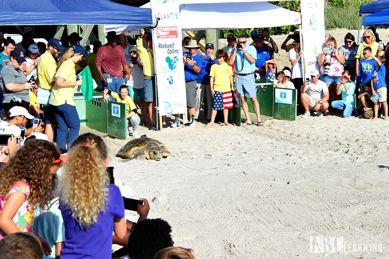 Teaching Our Youth To Take Care Of The Earth | Tour de Turtles at Disney's Vero Beach Resort - Turtles Return to The Oeans