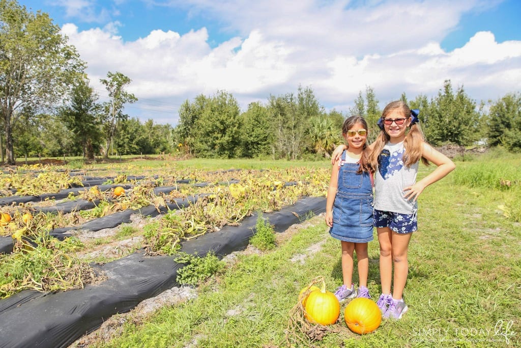 Pumpkin Patch Picking In Florida